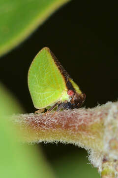 Image of Two-striped Planthopper