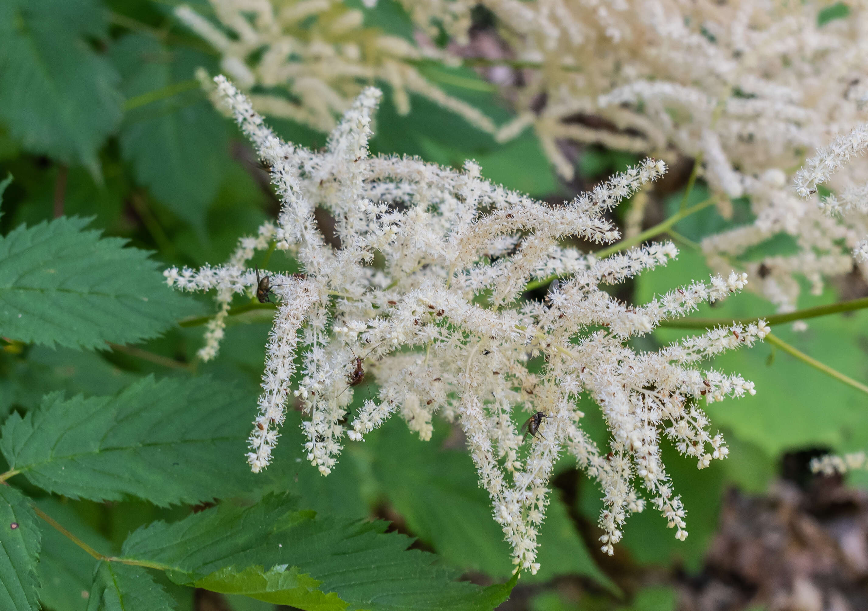 Image of bride's feathers