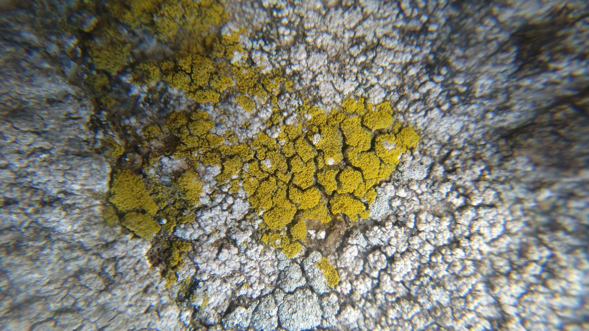 Image of Candelariella coralliza (Nyl.) H. Magn.