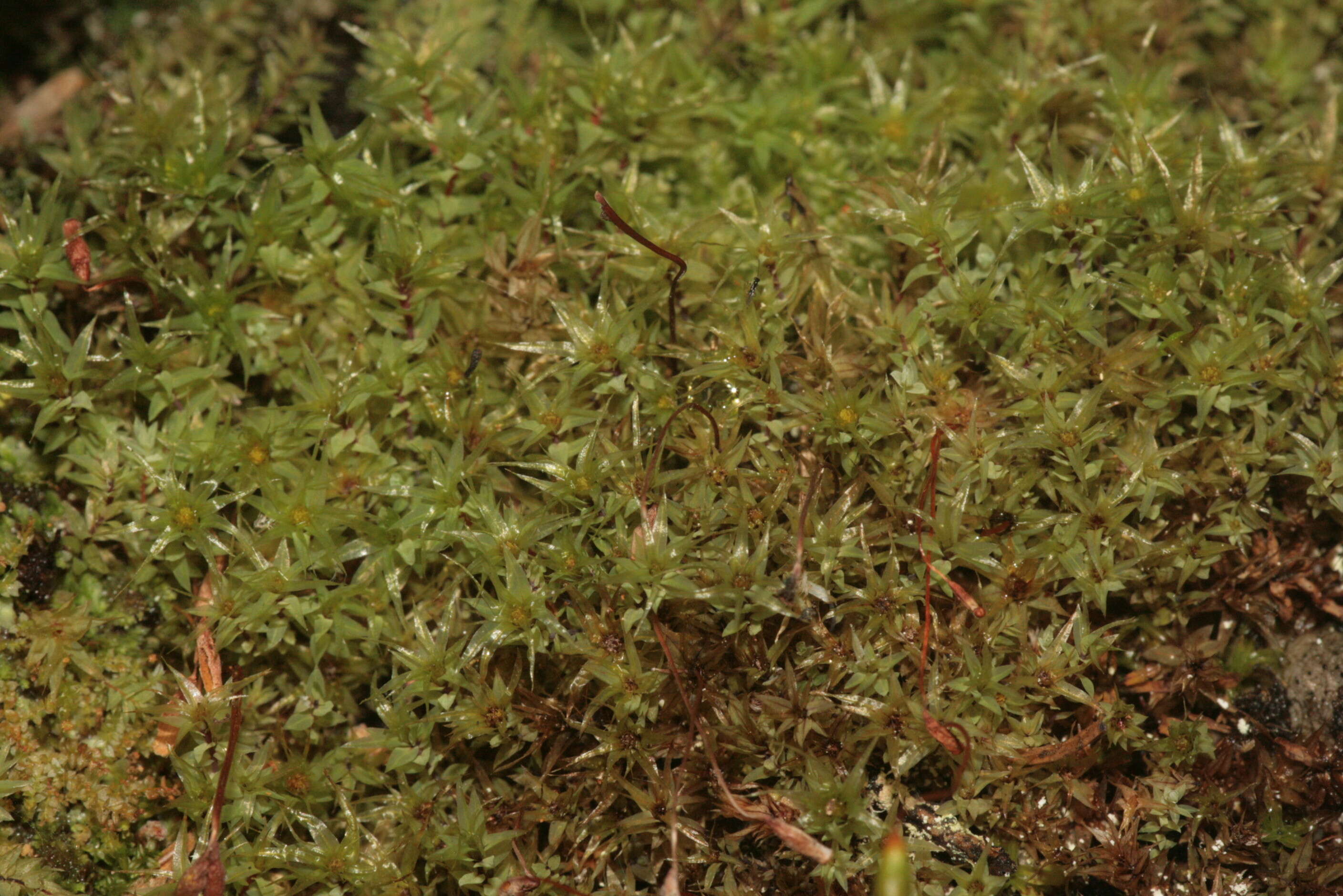 Image of Opal Thread-moss