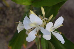 Слика од Hedychium