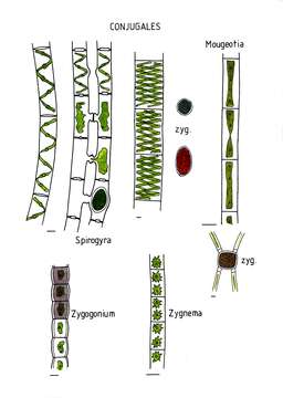 Image of Zygnematales