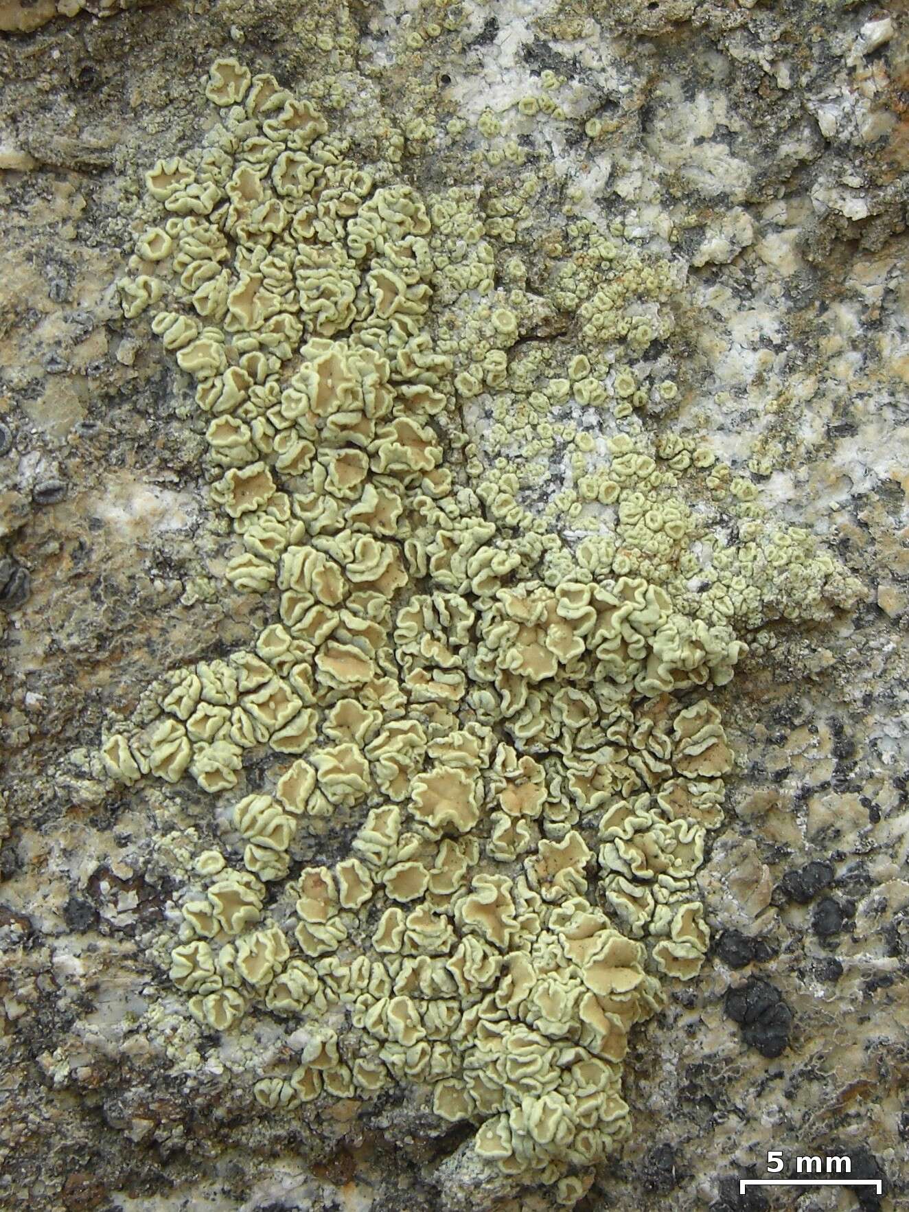 Plancia ëd Lecanora polytropa