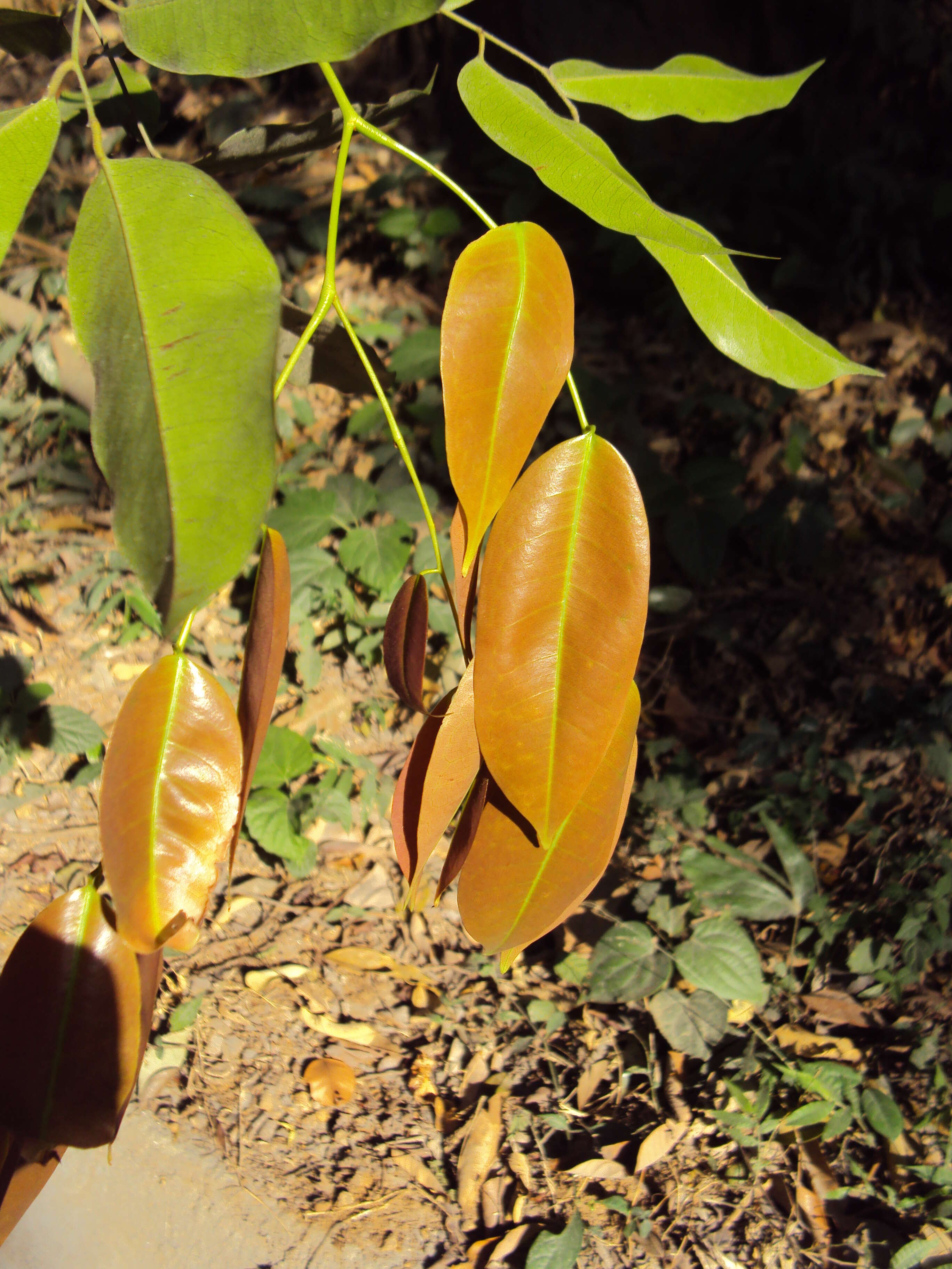 Image of Prioria pinnata