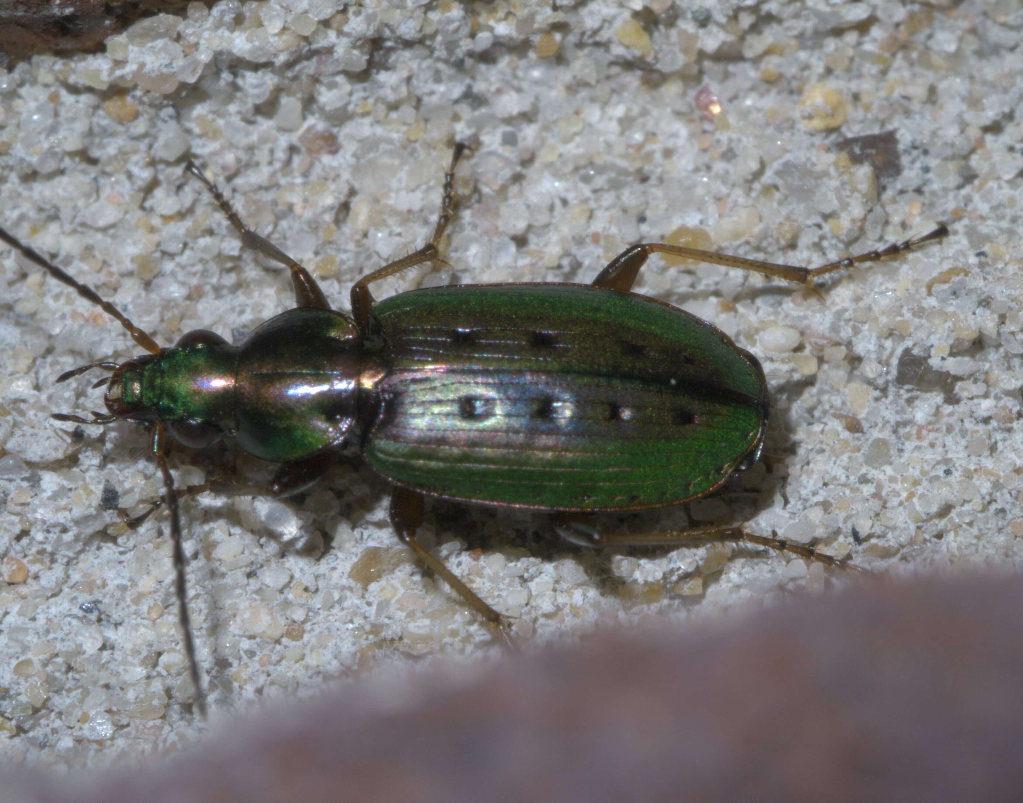 Image of Agonum (Olisares) octopunctatum (Fabricius 1798)