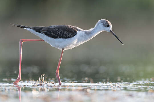 Image of Black-winged Stilt