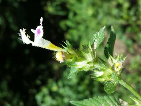 Image of Downy Hemp Nettle