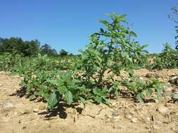 Image of white amaranth, white pigweed