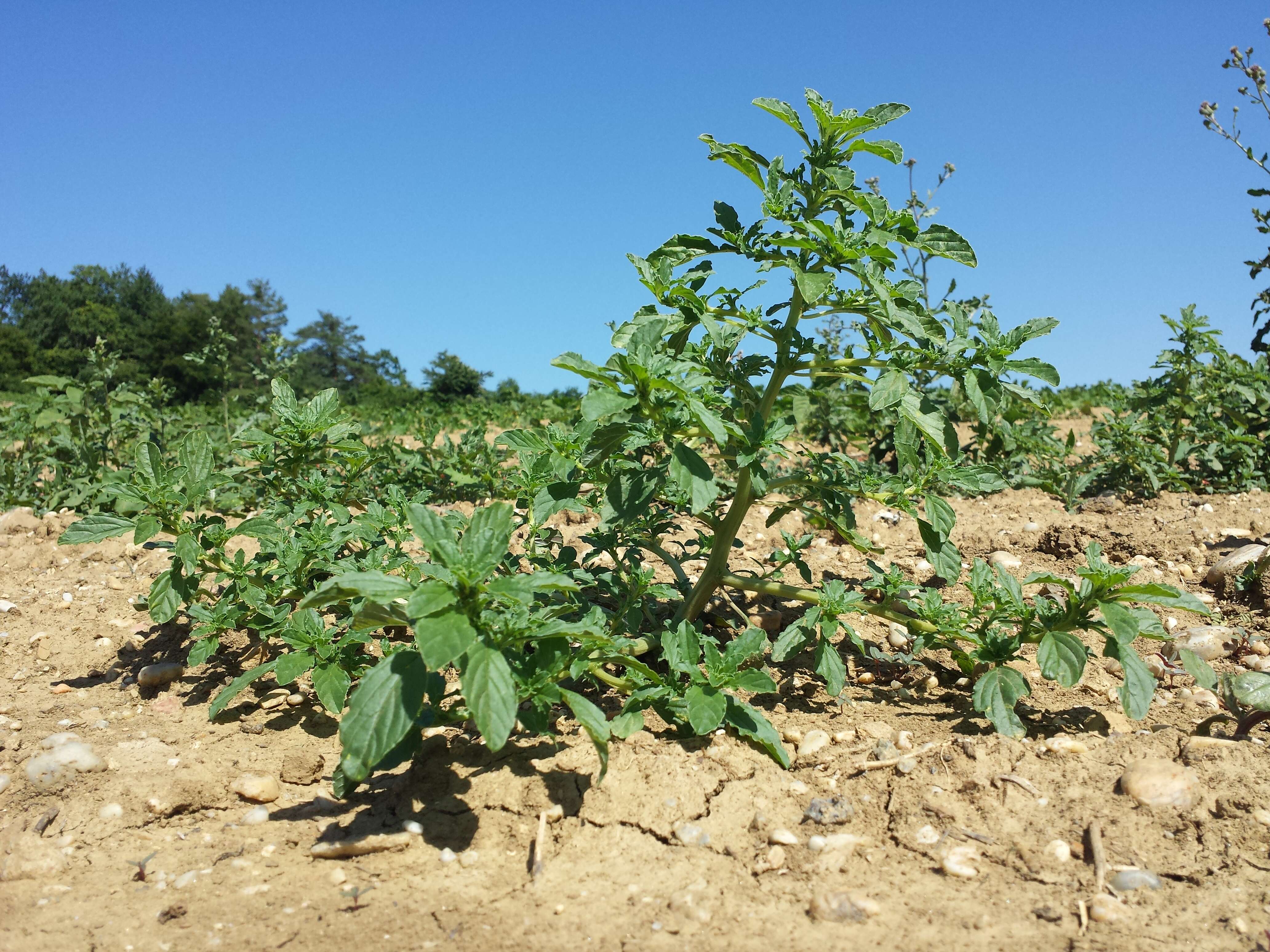 Image of white amaranth, white pigweed