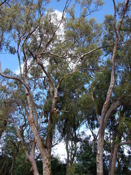 Image of lemonscented gum