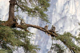 Image of Central Himalayan Langur