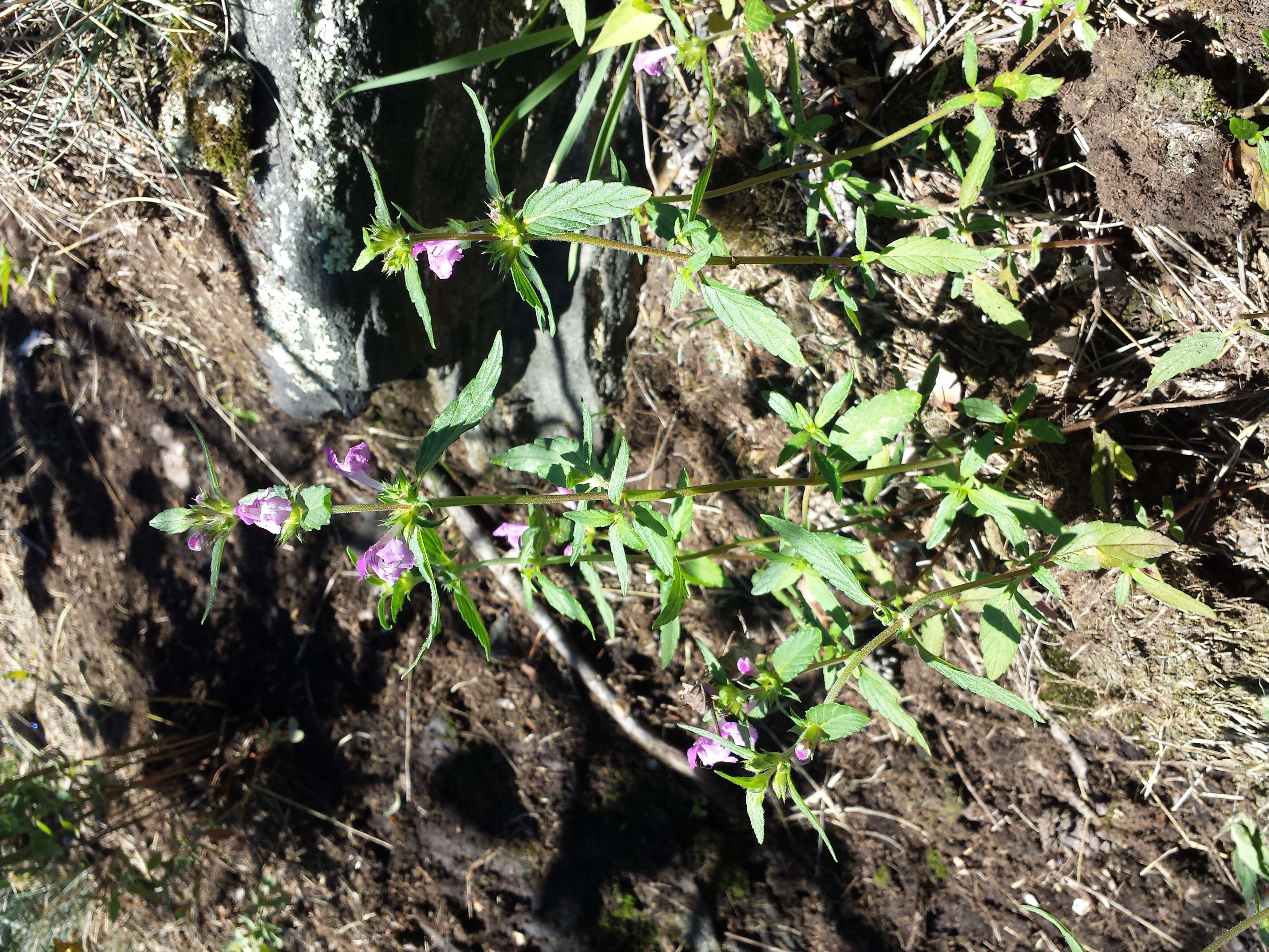 Image of Red hemp nettle