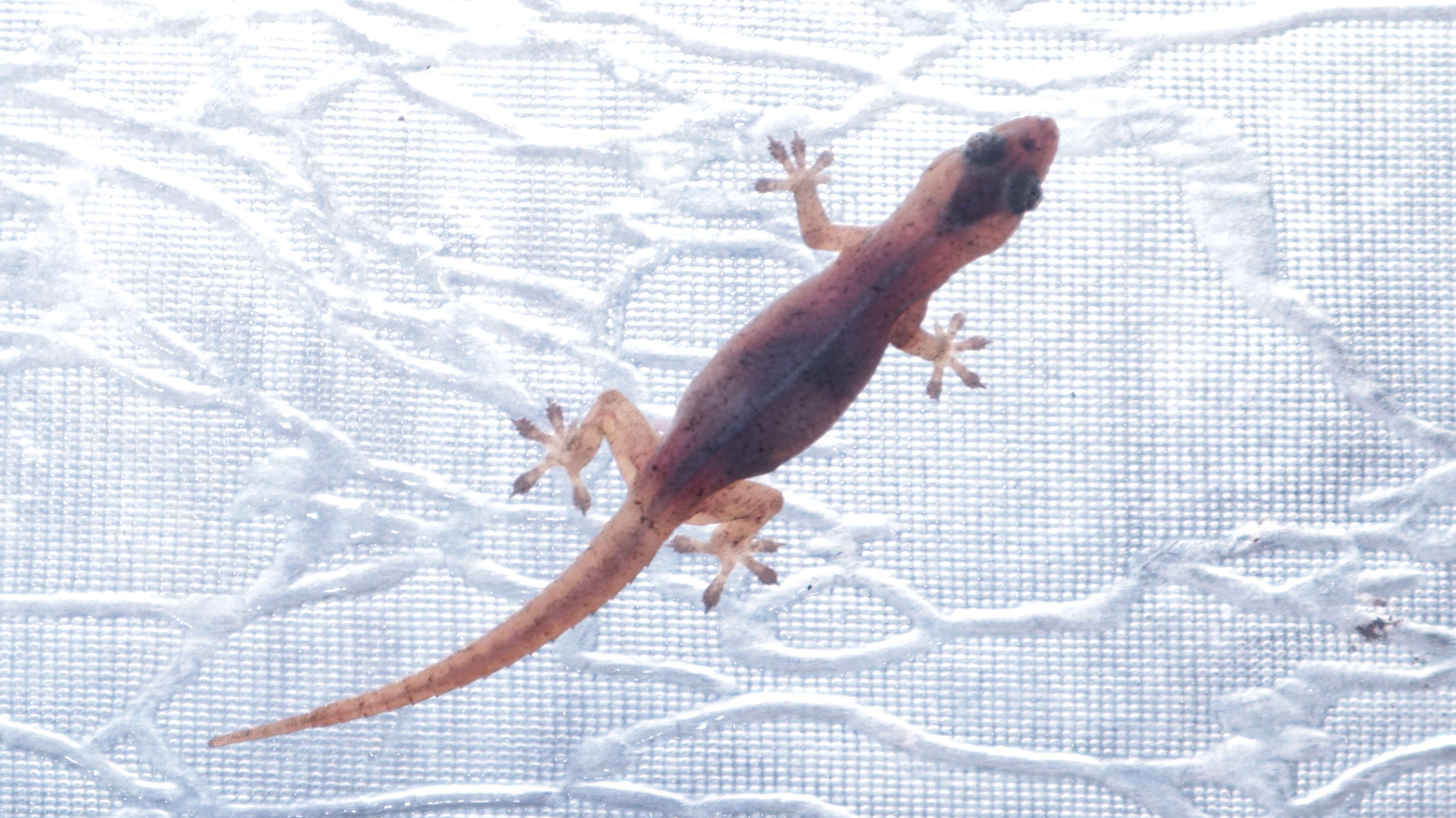 Image of Common House Gecko