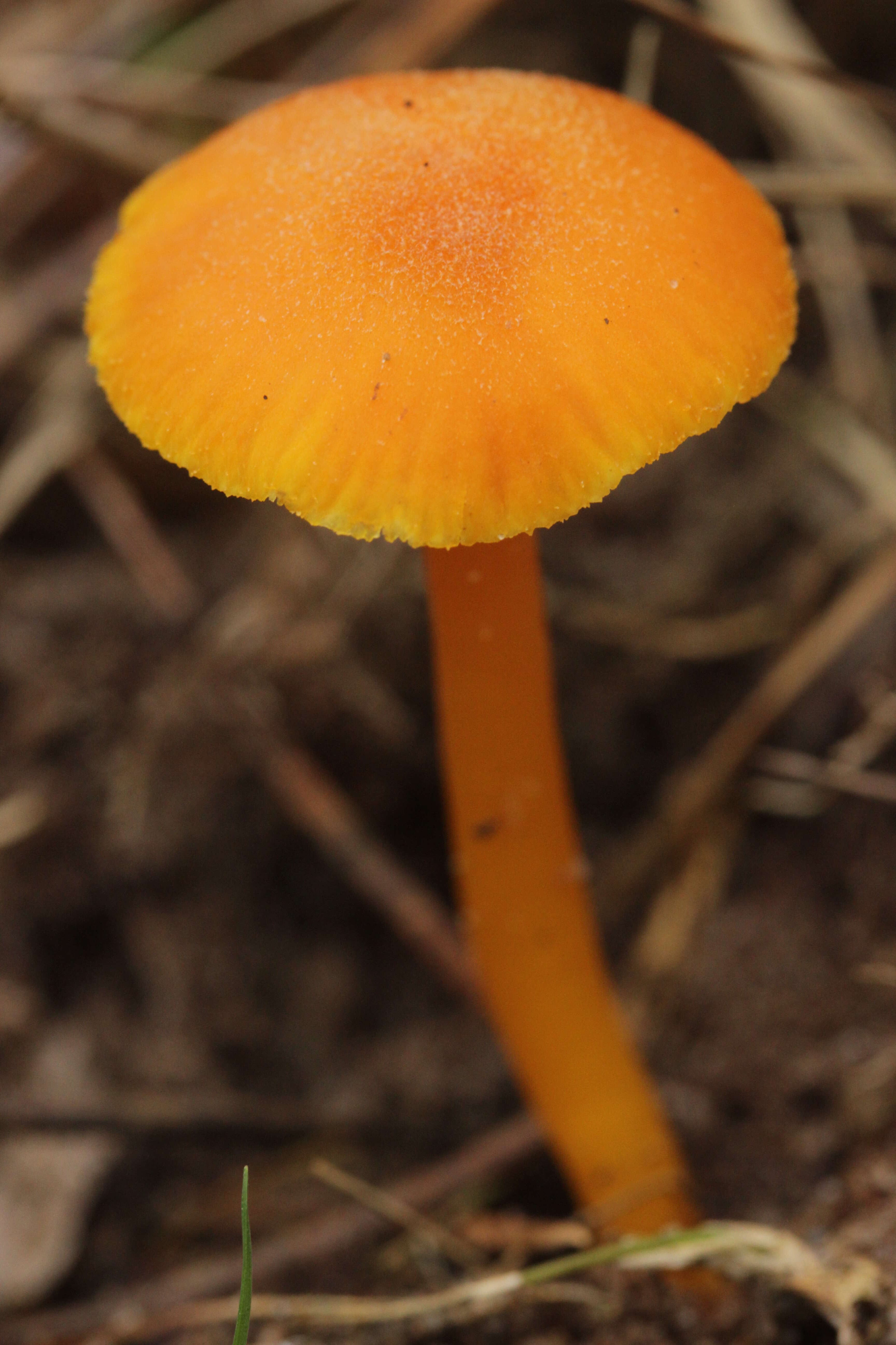 Image of Hygrocybe miniata (Fr.) P. Kumm. 1871