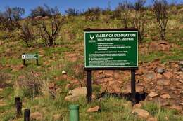 Image of Eastern Cape Crag Lizard