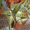 Image of Aloe hemmingii Reynolds & P. R. O. Bally