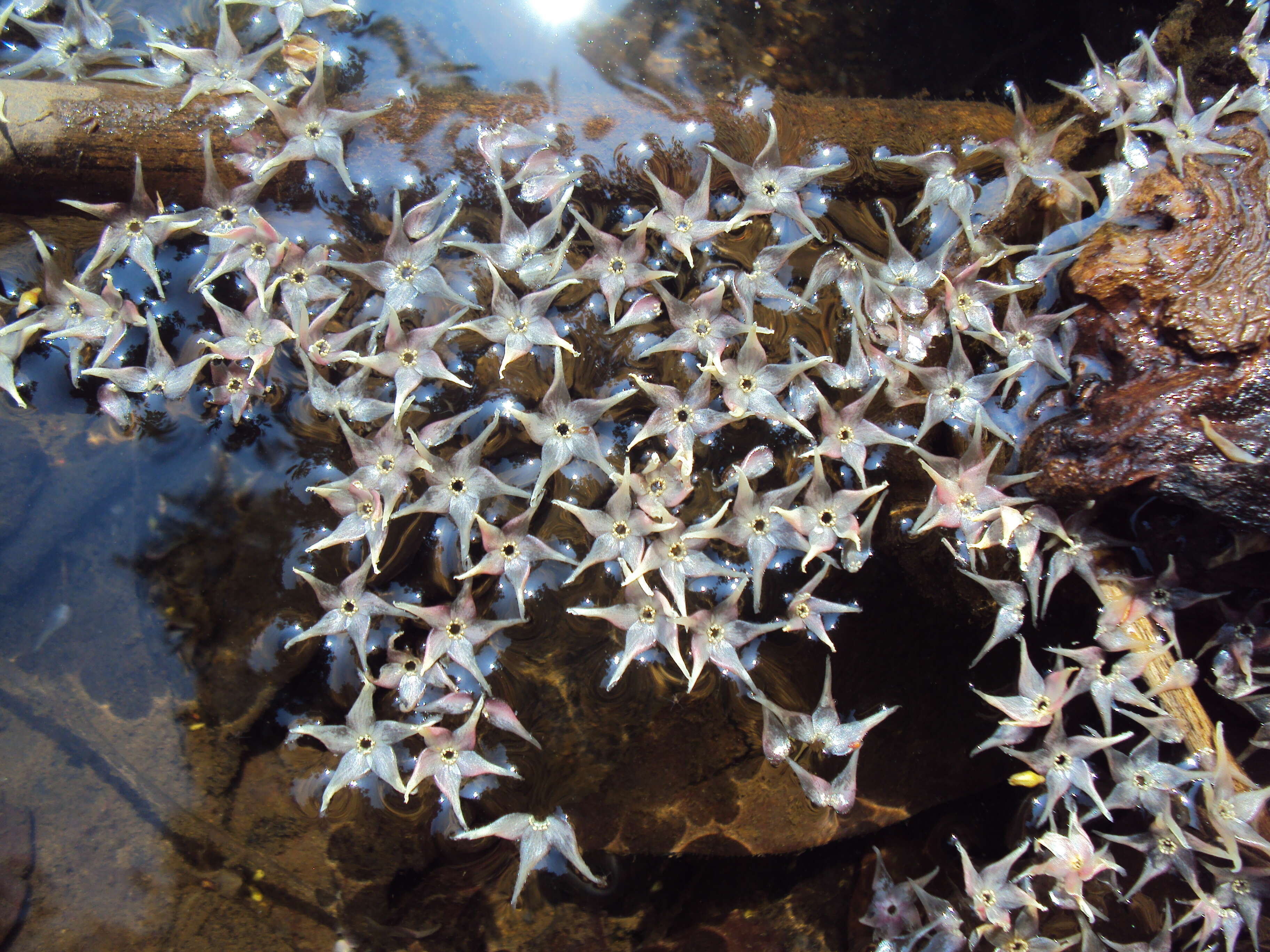 Image of Hopea ponga (Dennst.) D. J. Mabberley