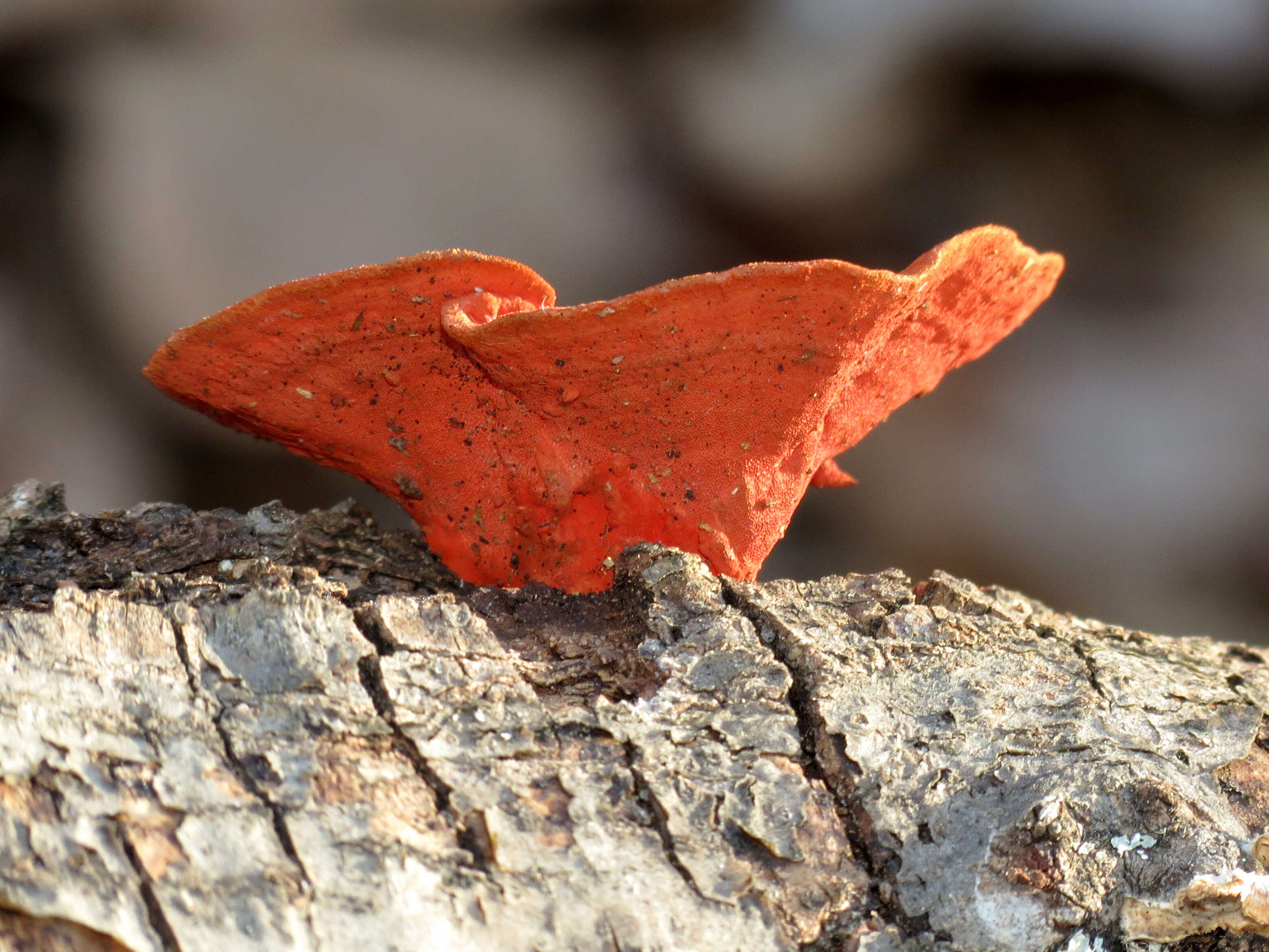 Image of Trametes coccinea (Fr.) Hai J. Li & S. H. He 2014