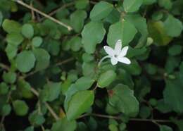 Imagem de Pseuderanthemum repandum subsp. tuberculatum (Hook. fil.) H. Heine