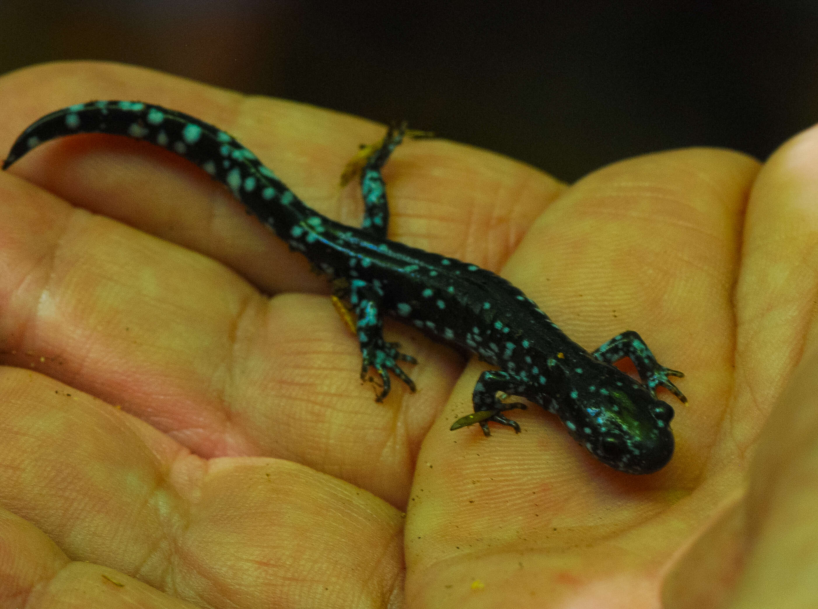 Image of Blue-spotted Salamander