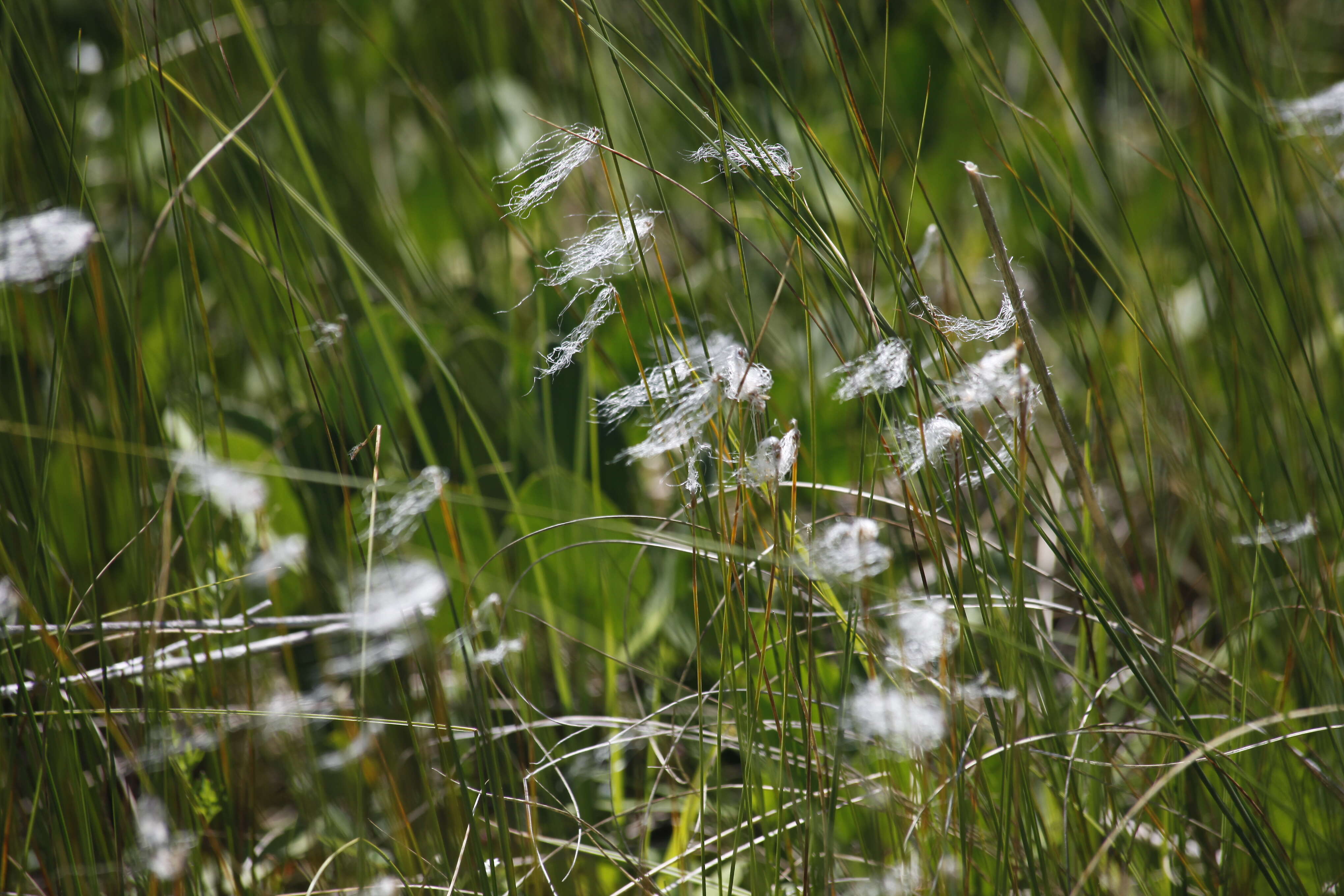 Plancia ëd Rhynchospora alba (L.) Vahl