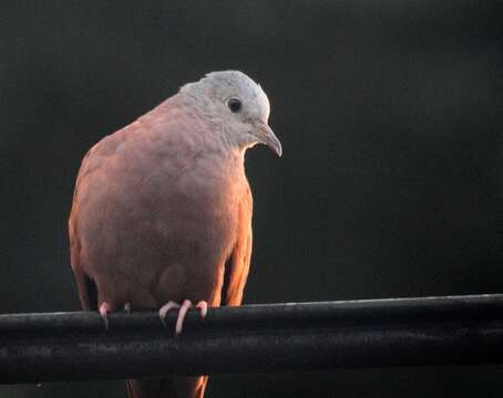 Image of Ruddy Ground Dove