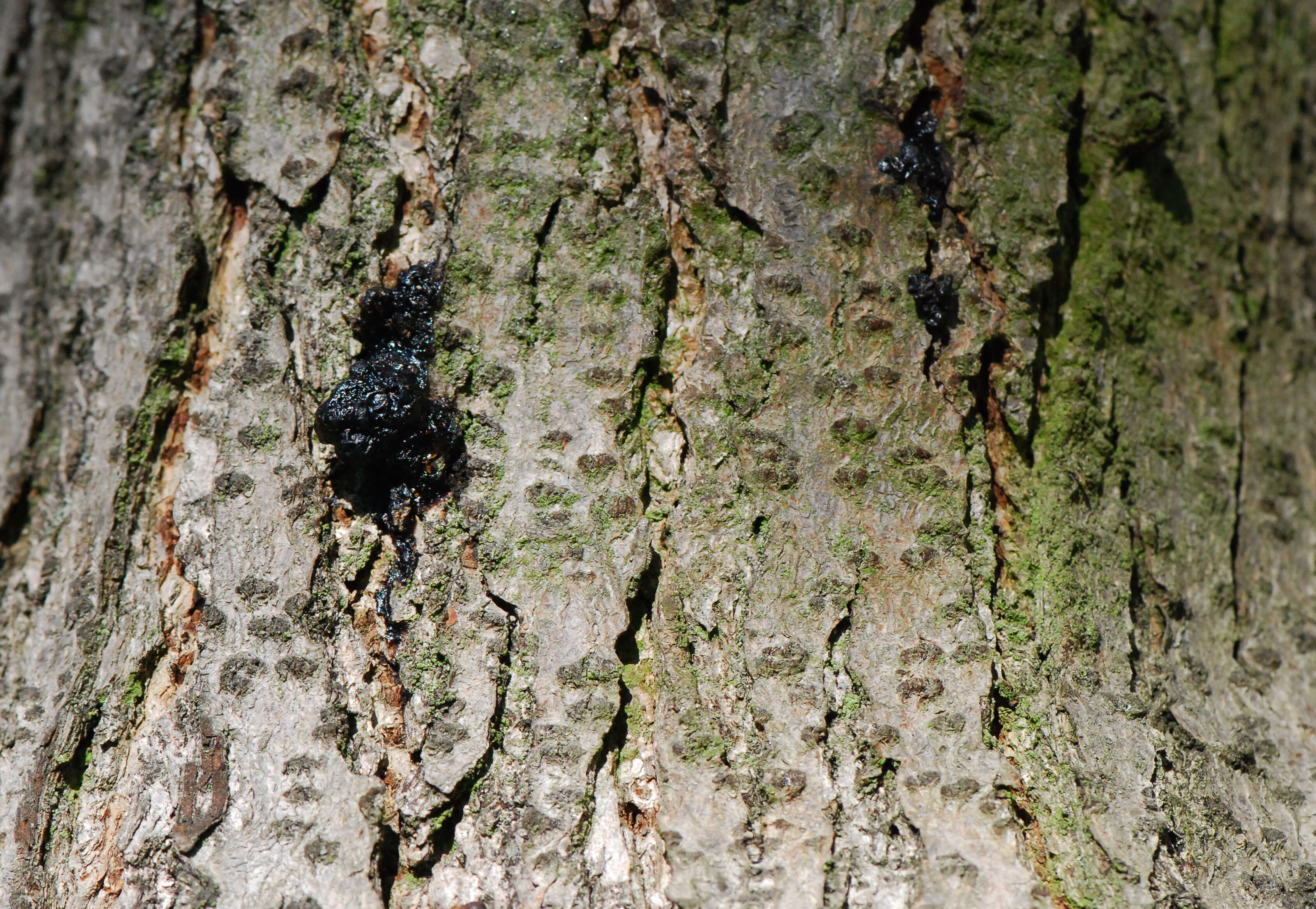 Image of Chinese lacquer