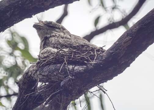 Image of Tawny Frogmouth