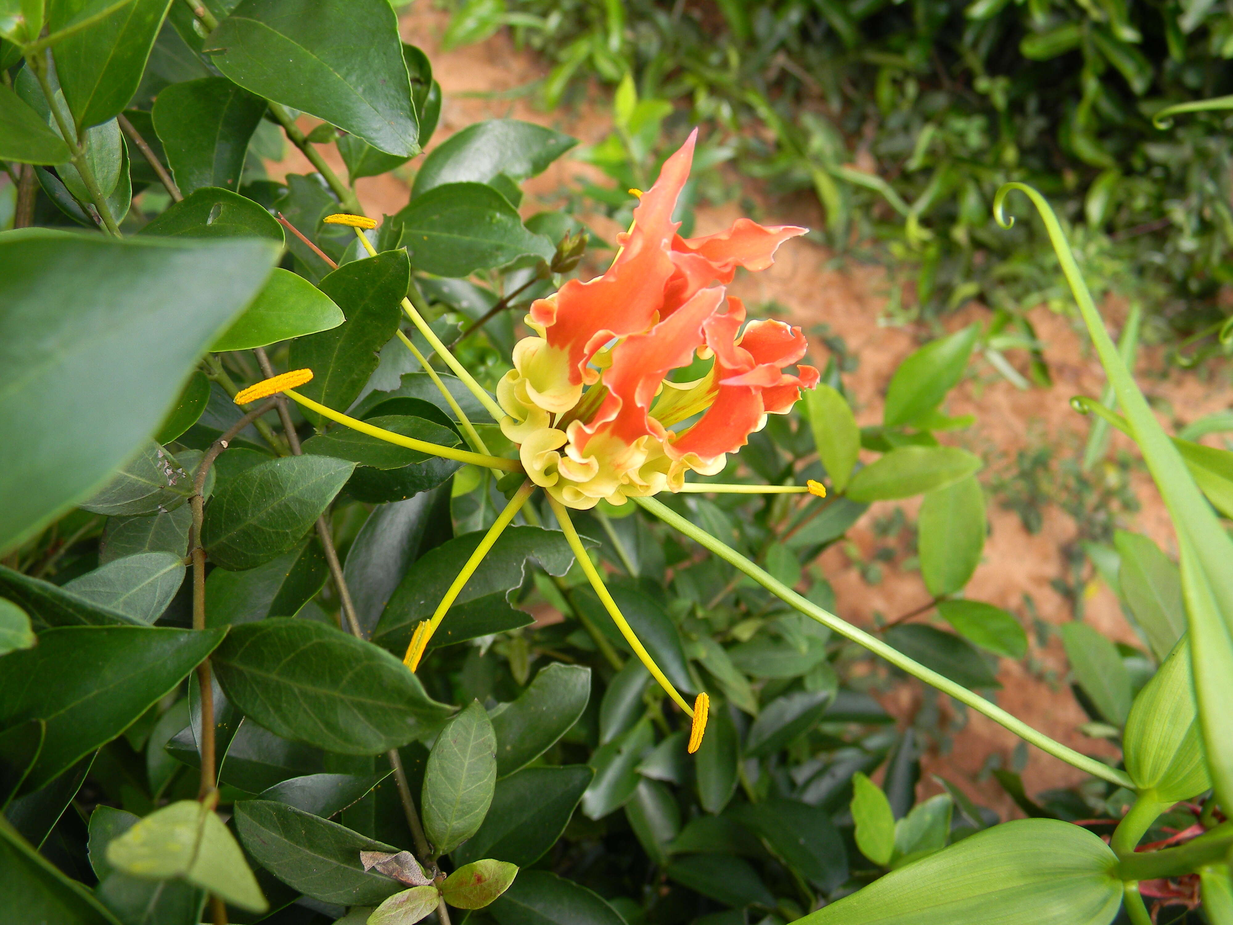 Image of flame lily