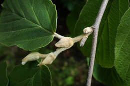 Image of Chinese witch hazel