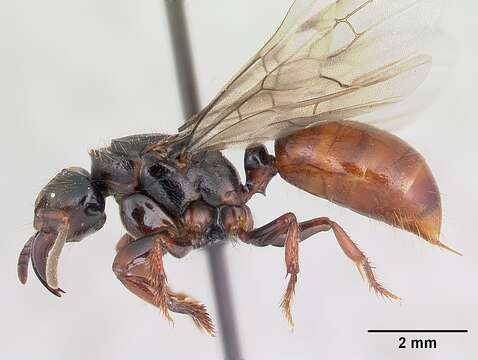 Imagem de Centromyrmex raptor