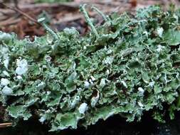 Слика од Cladonia digitata (L.) Hoffm.