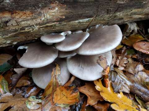 Image of Pleurotus ostreatus (Jacq.) P. Kumm. 1871