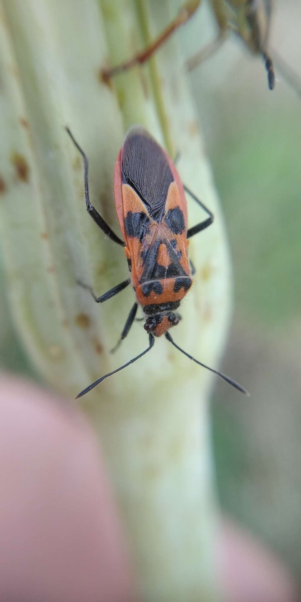 Image of black & red squash bug