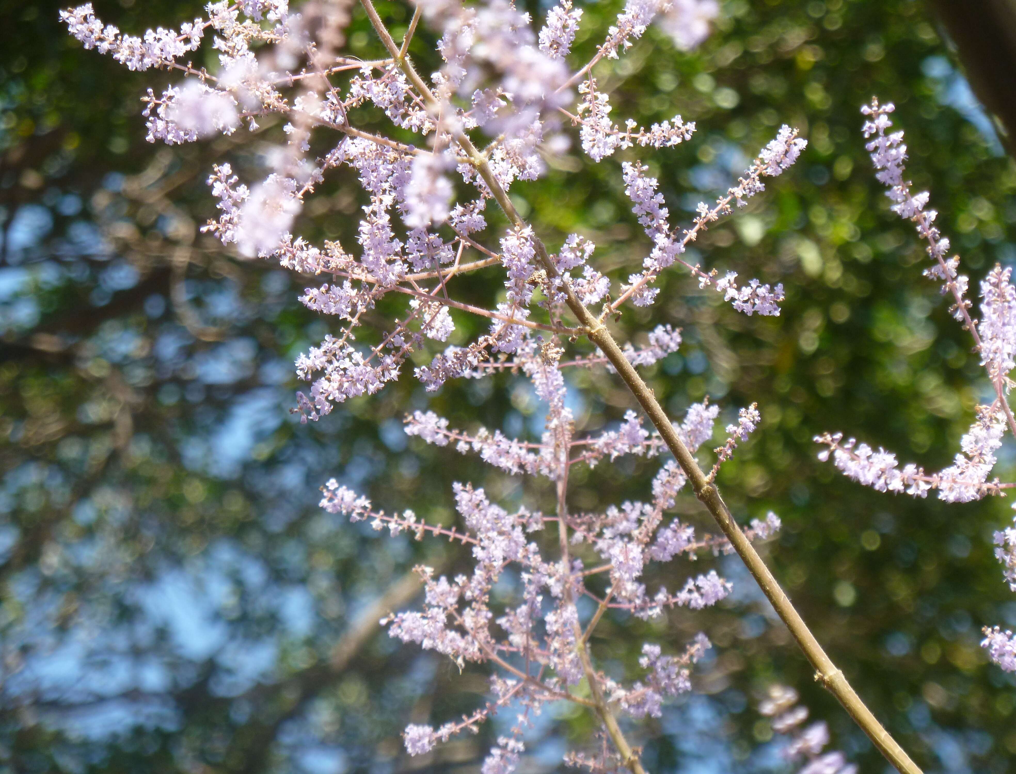 Слика од Tetradenia riparia (Hochst.) Codd