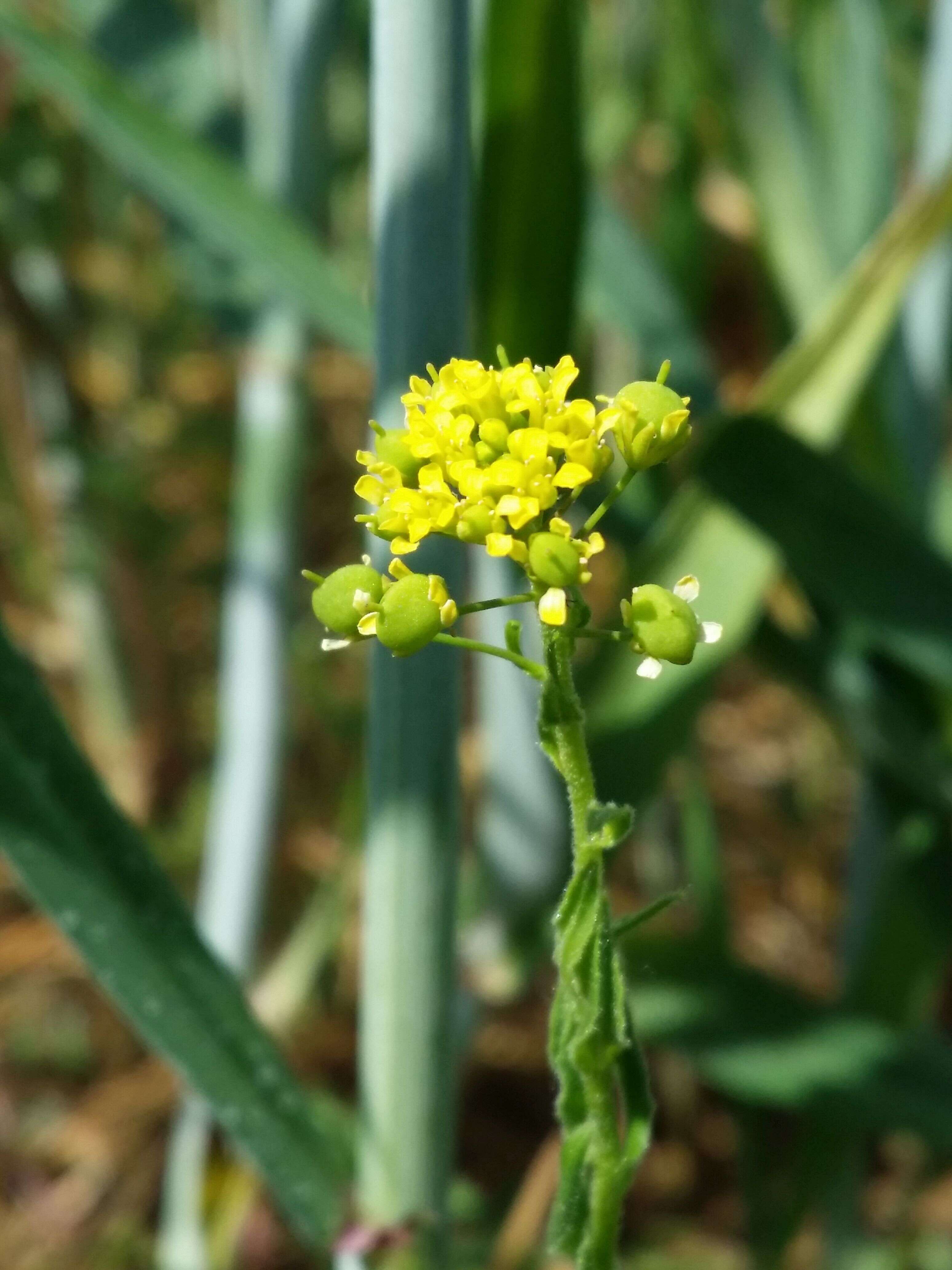 Image of ball mustard