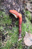 Image of lingzhi mushroom