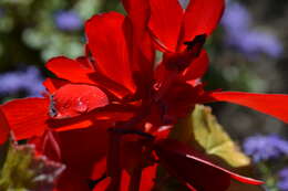 Image of Begonia tuberhybrida Voss