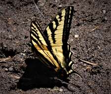 صورة Papilio rutulus Lucas 1852