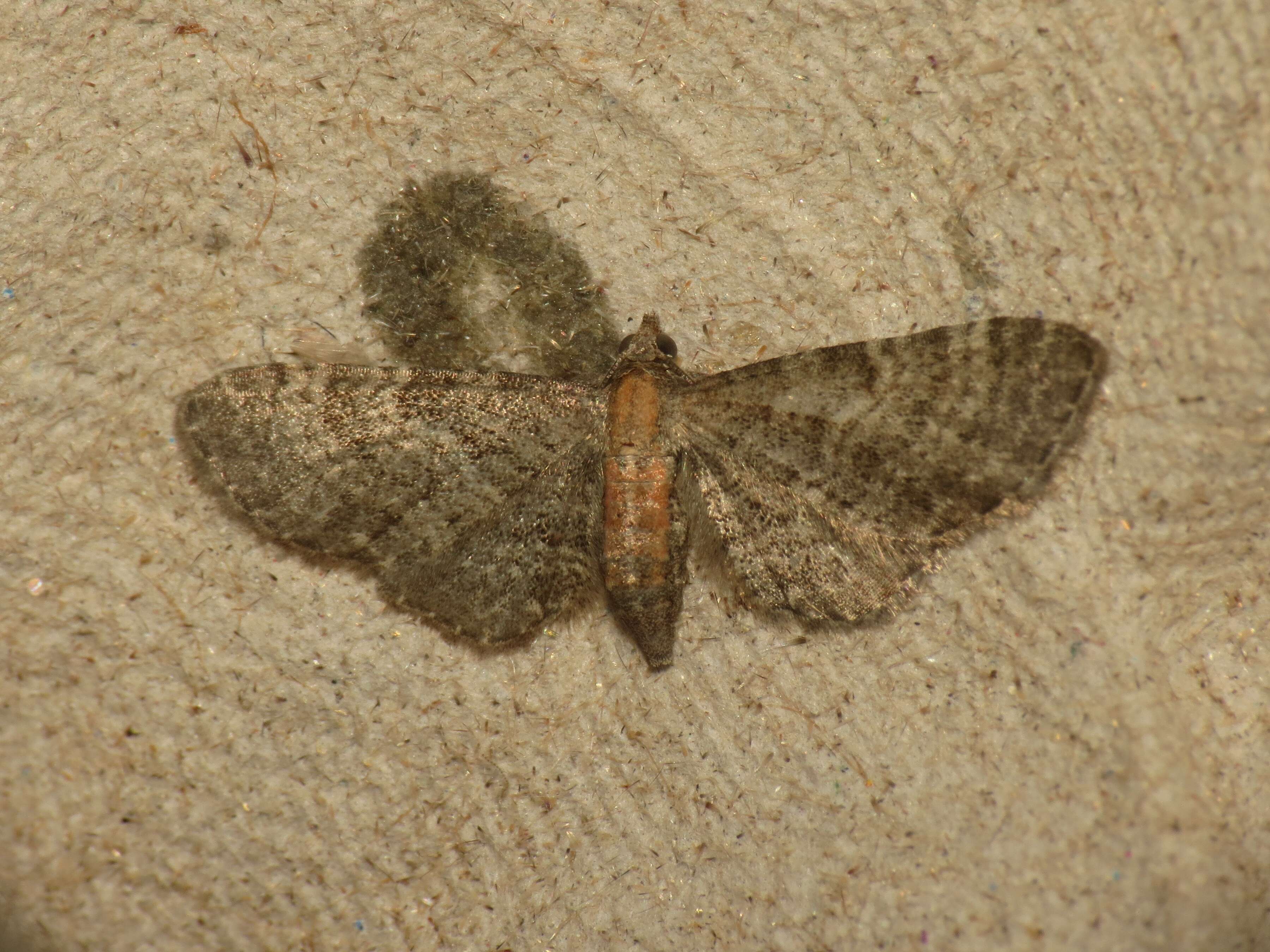 Imagem de Eupithecia haworthiata Doubleday 1856