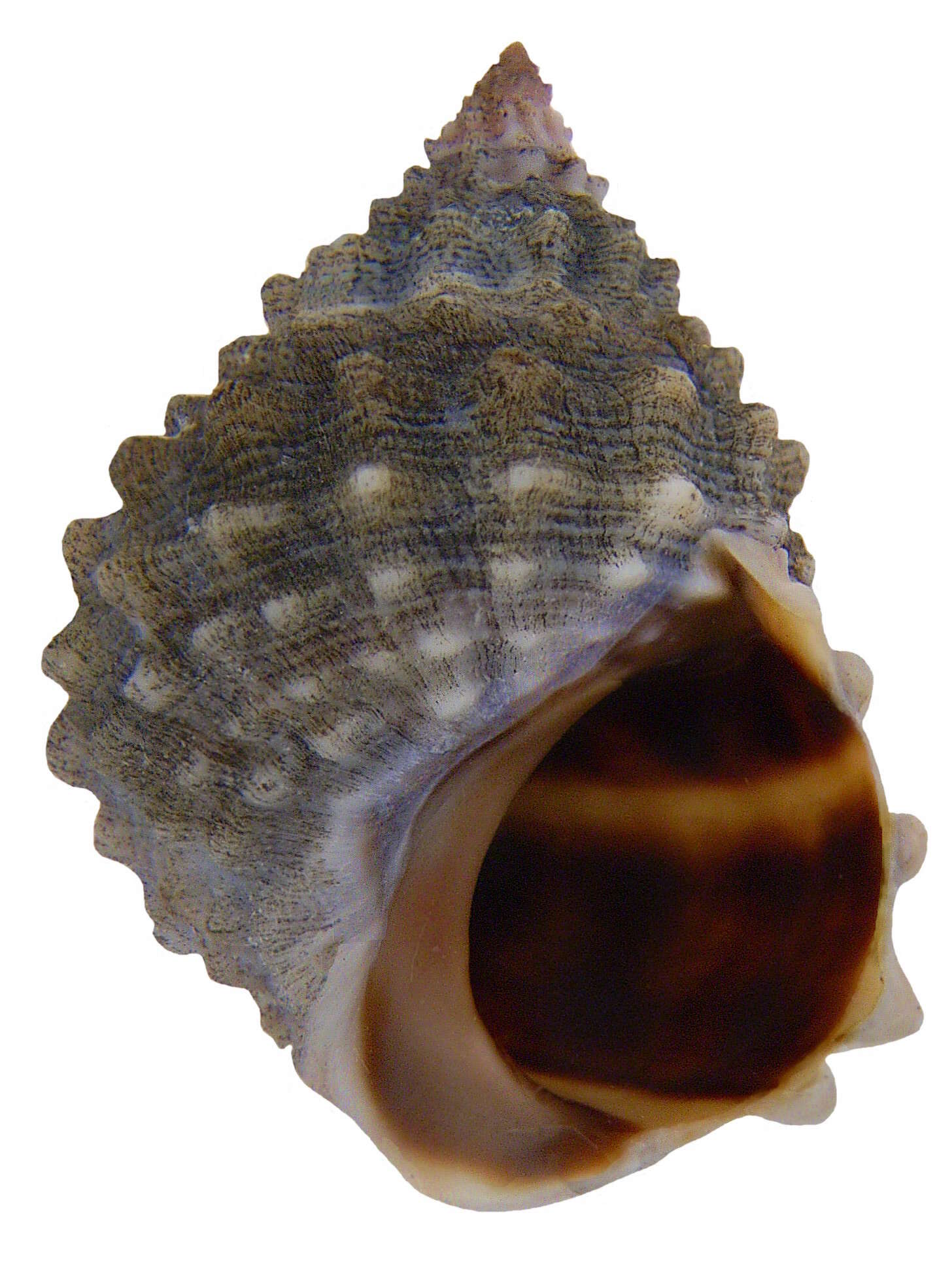 Image of Echinolittorina tuberculata (Menke 1828)