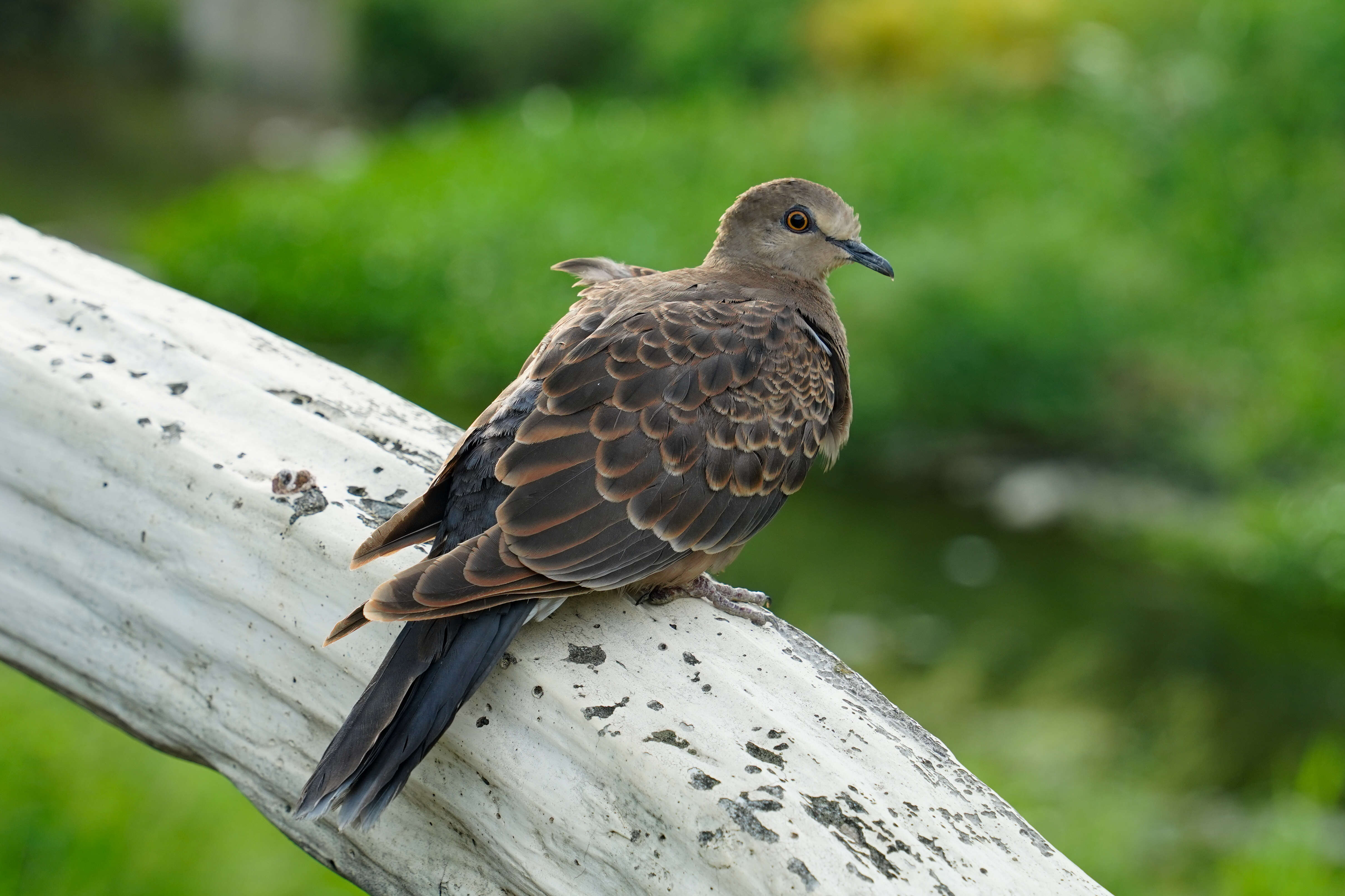 Image of Oriental Turtle Dove