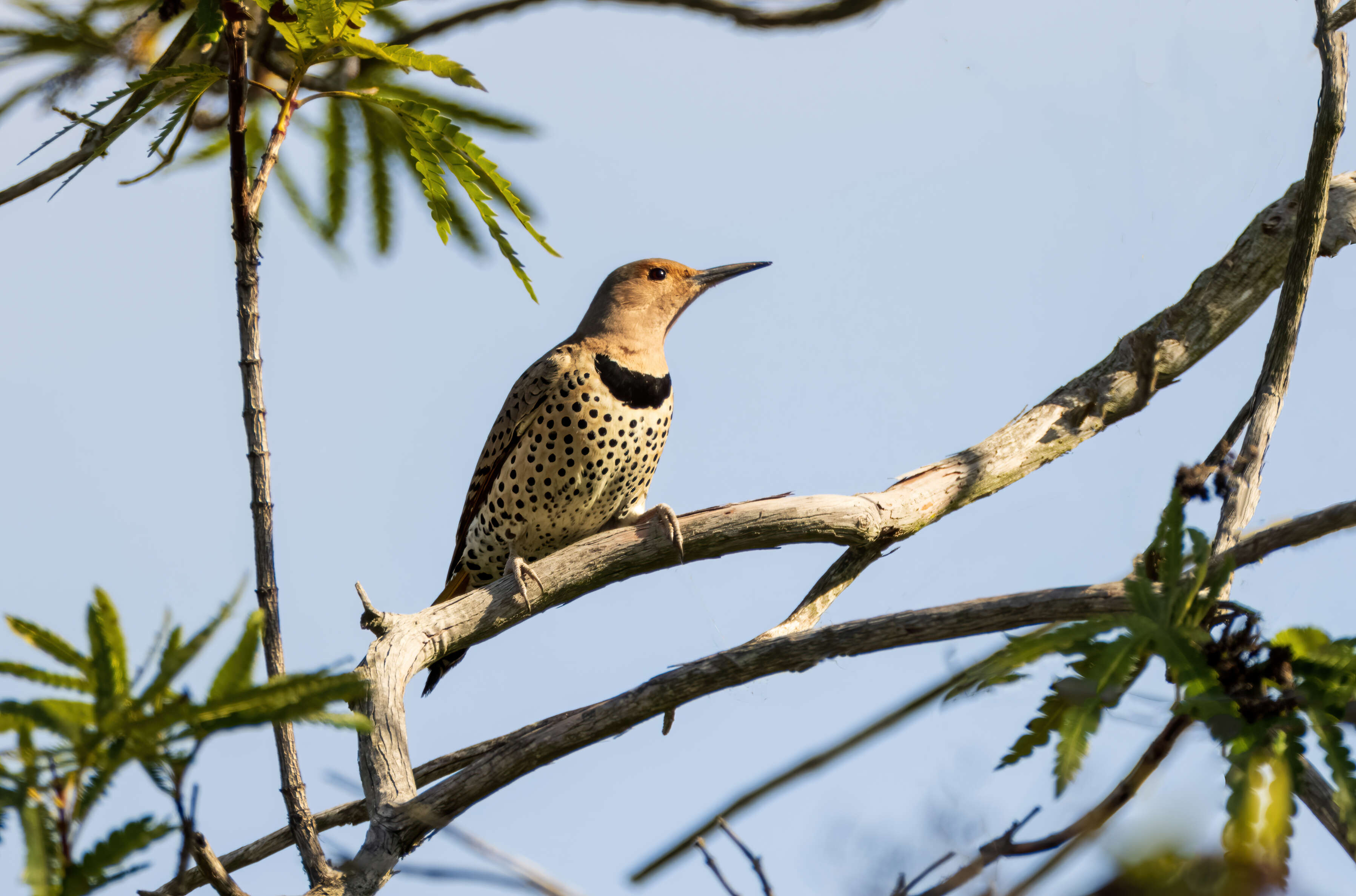 Image of Northern Flicker