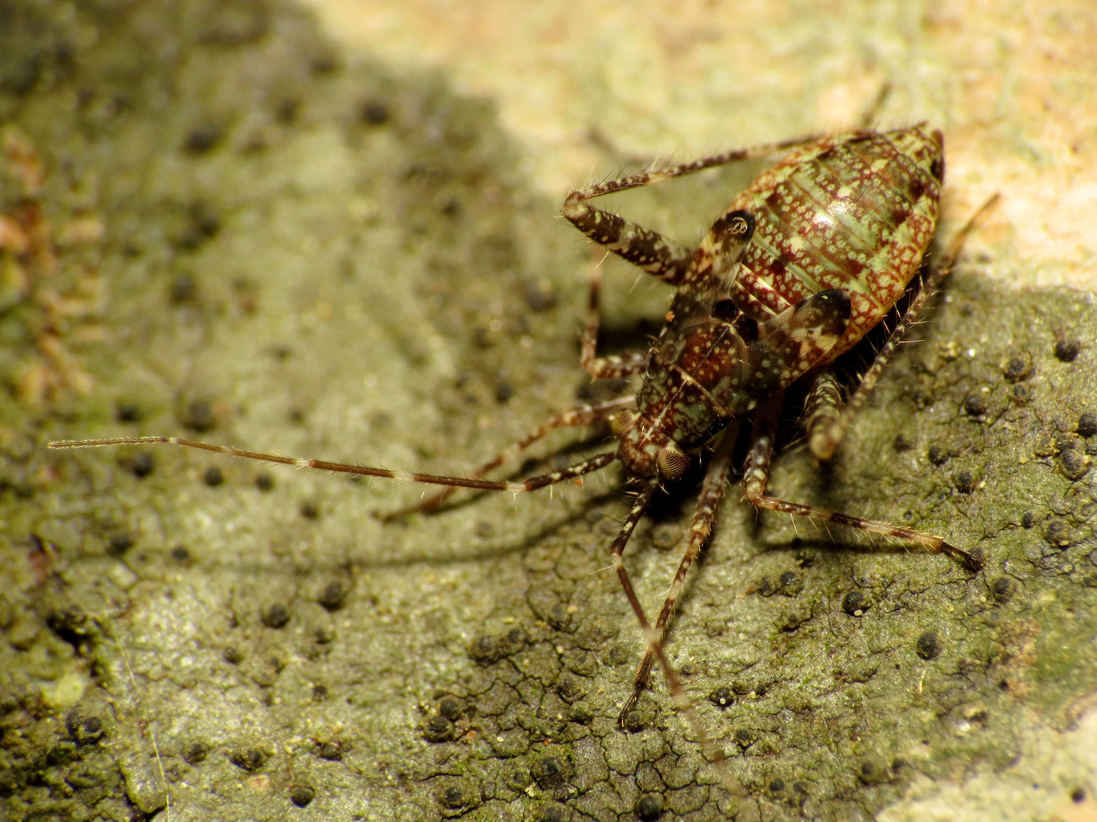 Image of Phytocoris