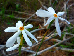 Image of Narcissus serotinus L.