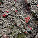 Image of Cladonia macilenta