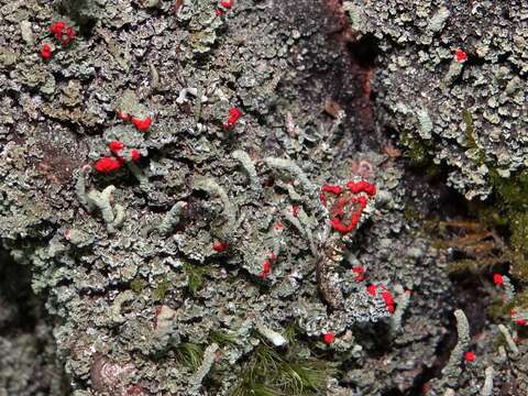 Image of Cladonia macilenta