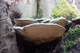 Image of Ganoderma applanatum