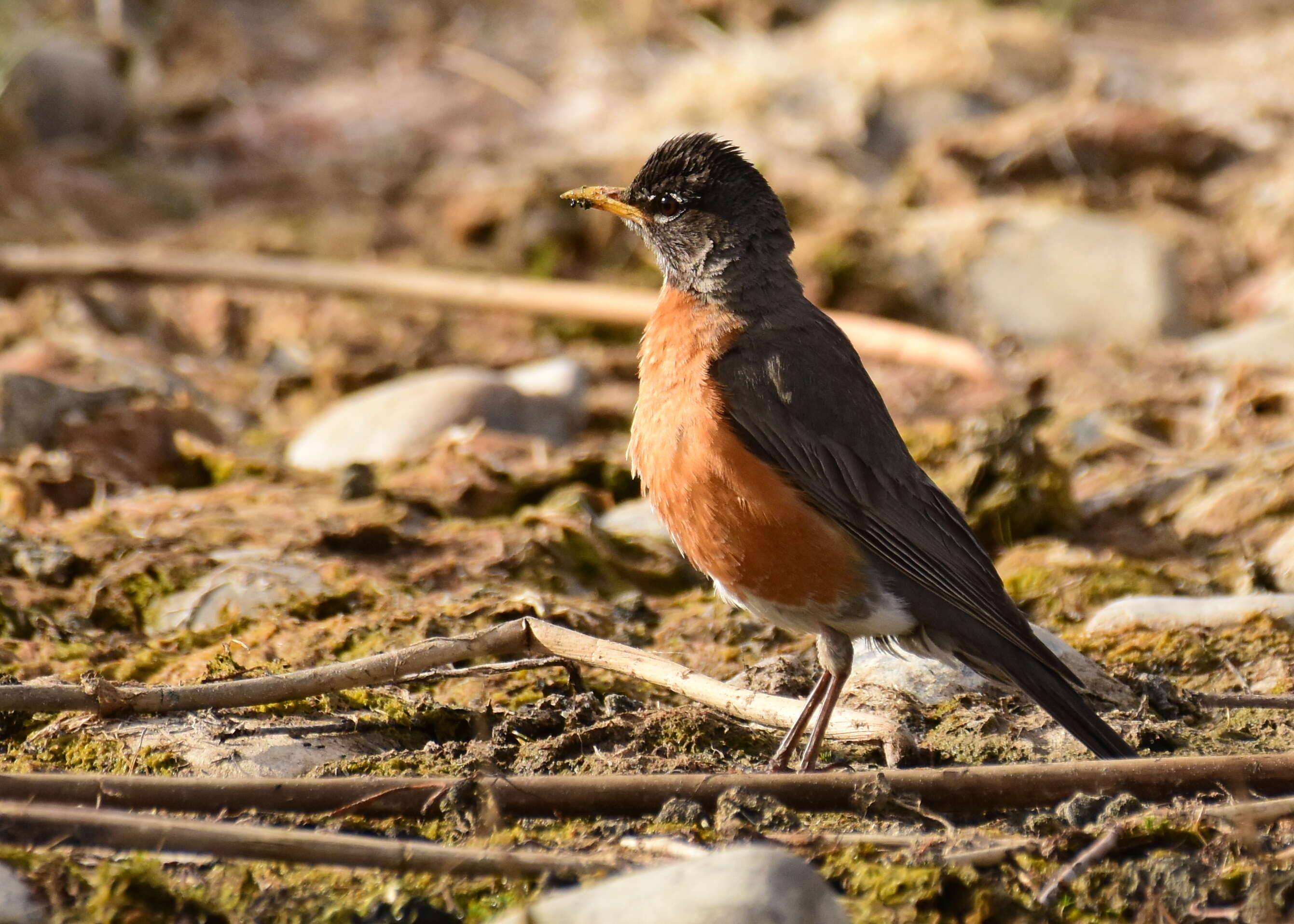 Image of American Robin