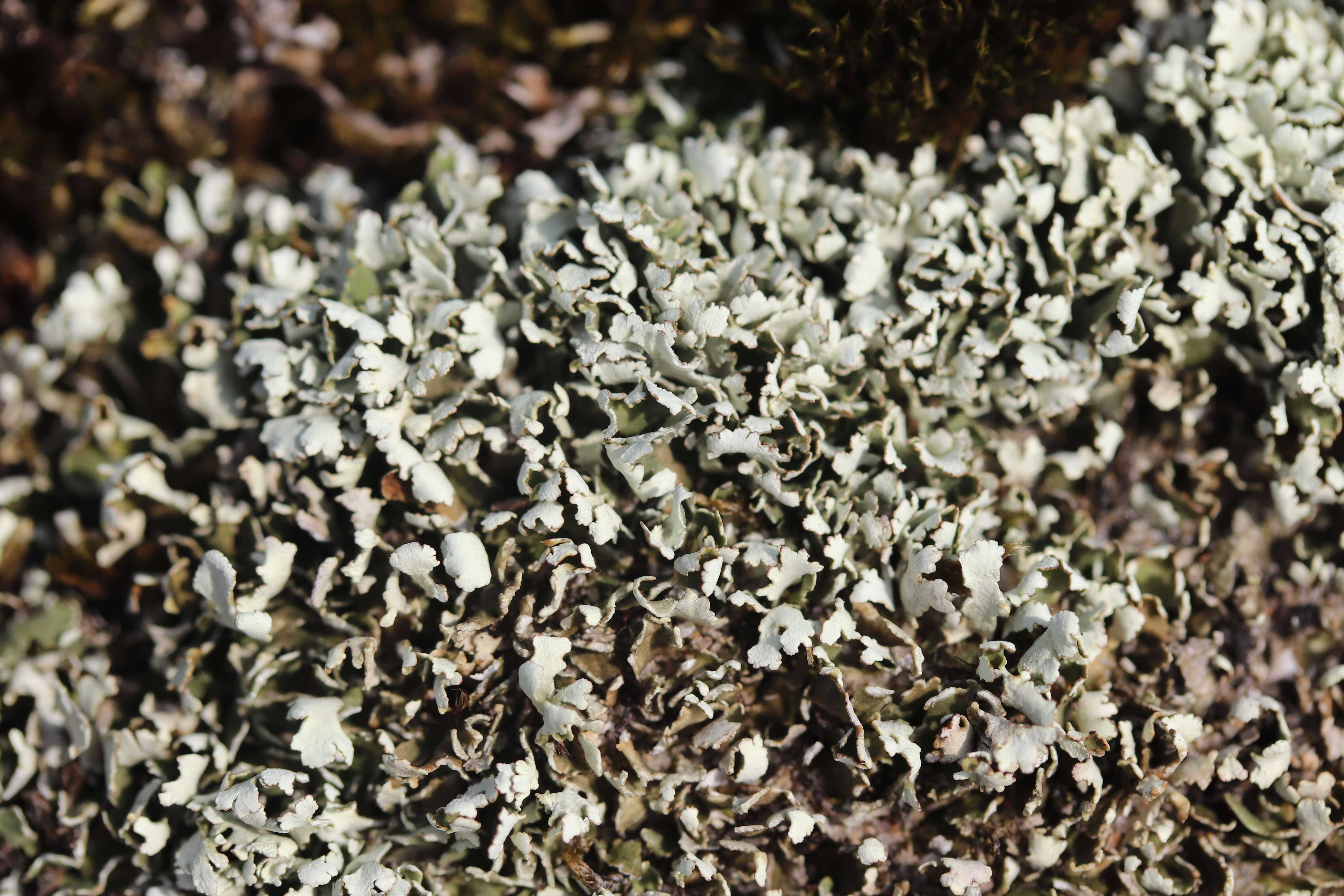 Image of Cladonia foliacea (Huds.) Willd.